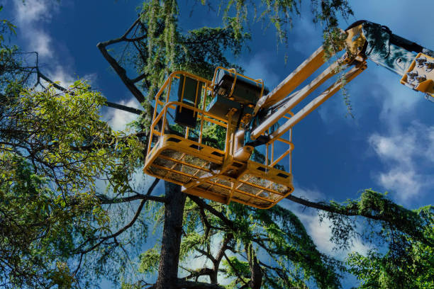 How Our Tree Care Process Works  in Lady Lake, FL